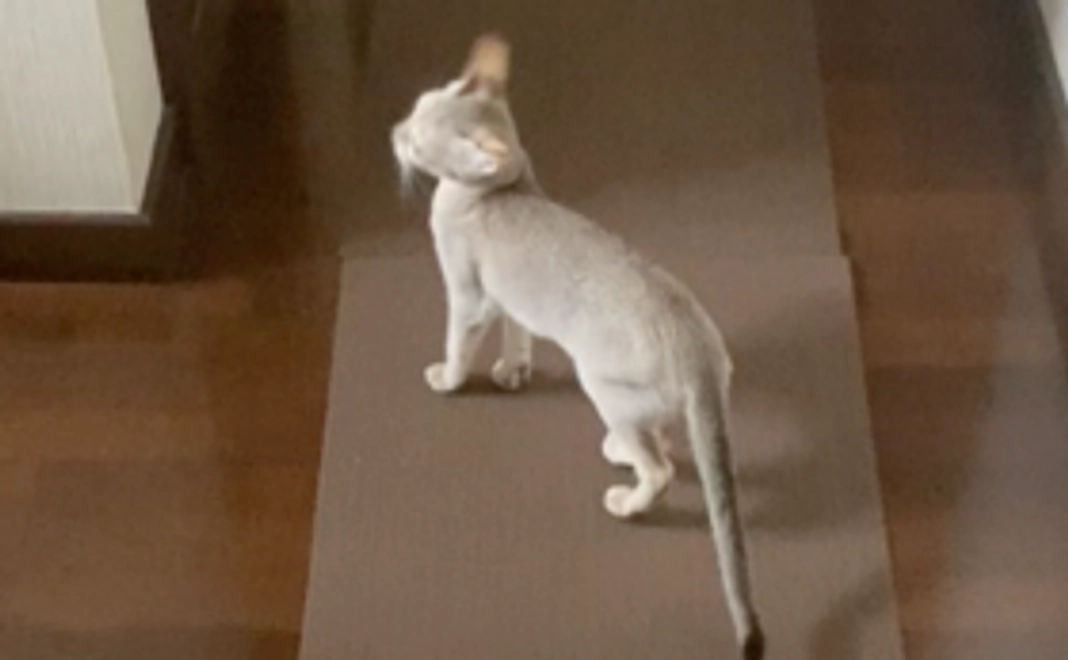 レムちゃん応援コース