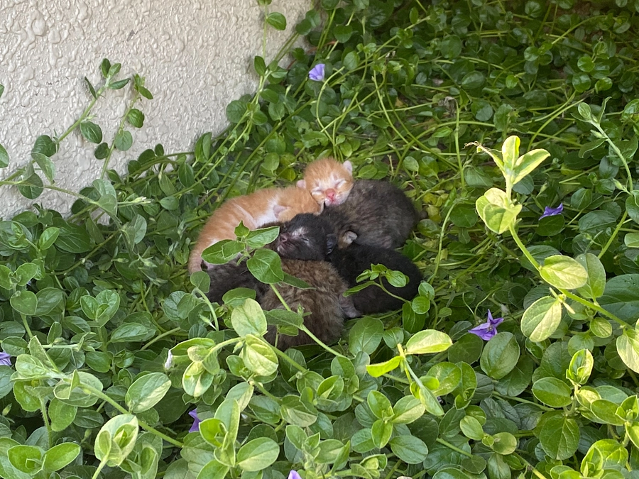 またまた生後３日の赤ちゃんが６匹！！