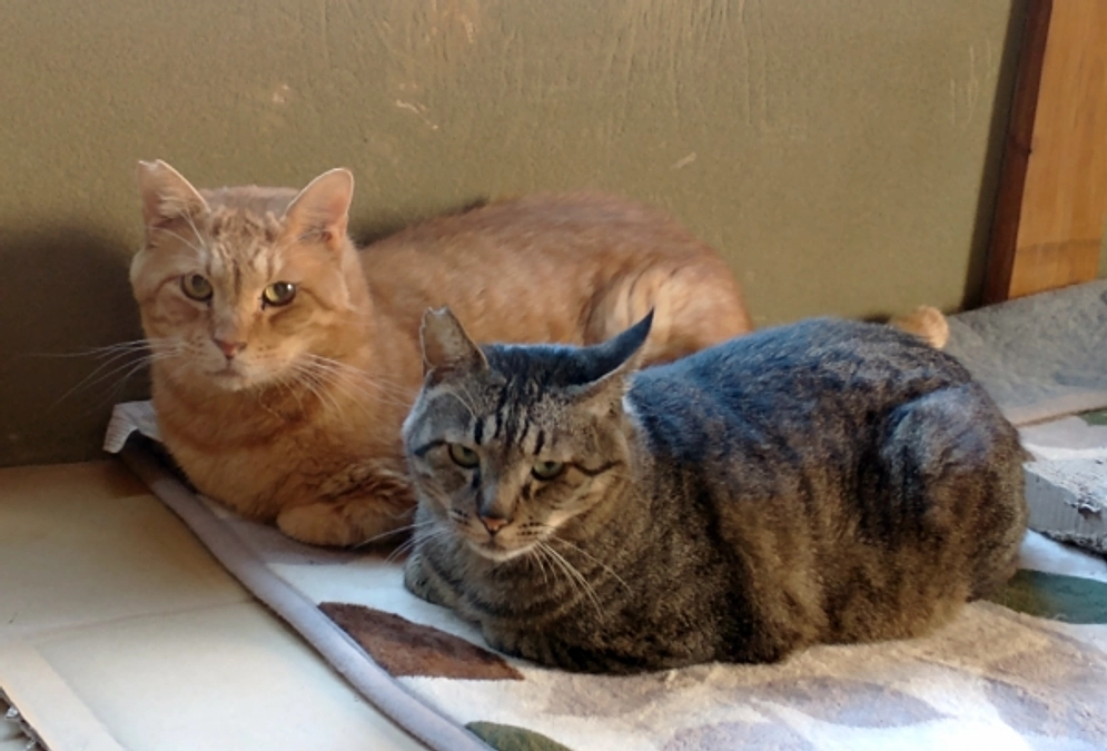 シェルターだより（8月）