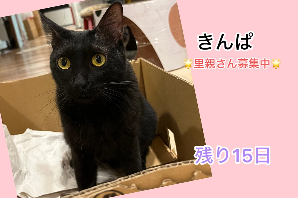 『猫カフェだと思って舐めてました』とよく褒められます（3/15 残り15日）