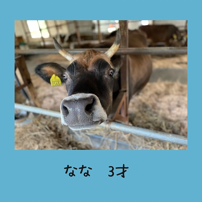 急遽ですが🐮
