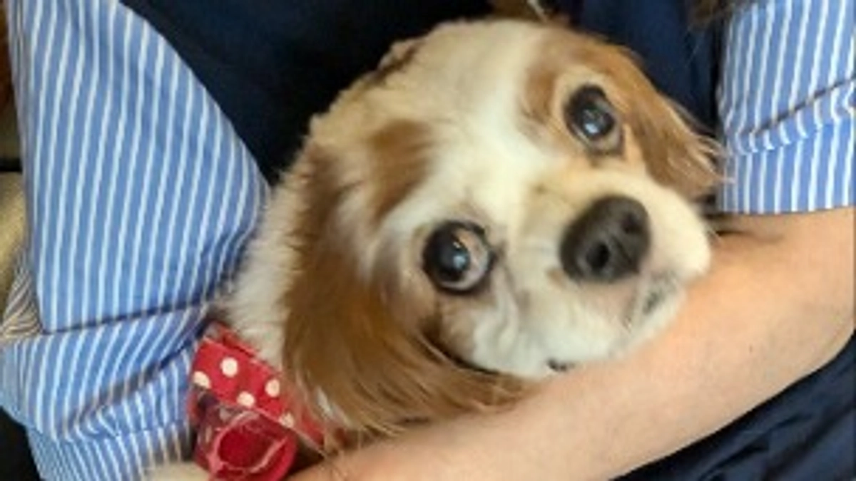 今日から手術前入院です