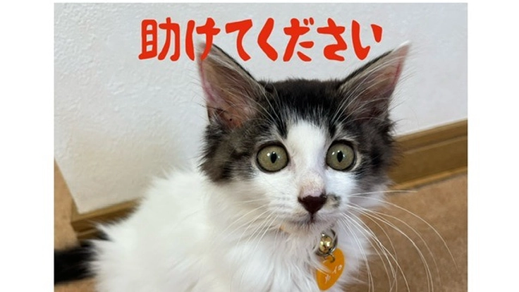 ルイ4ヶ月 猫伝染性腹膜炎(FIP)陽性 皆様助けてください!