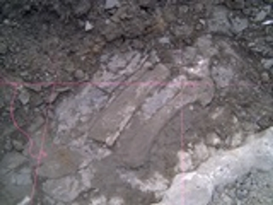 しんちゃんクジラ１