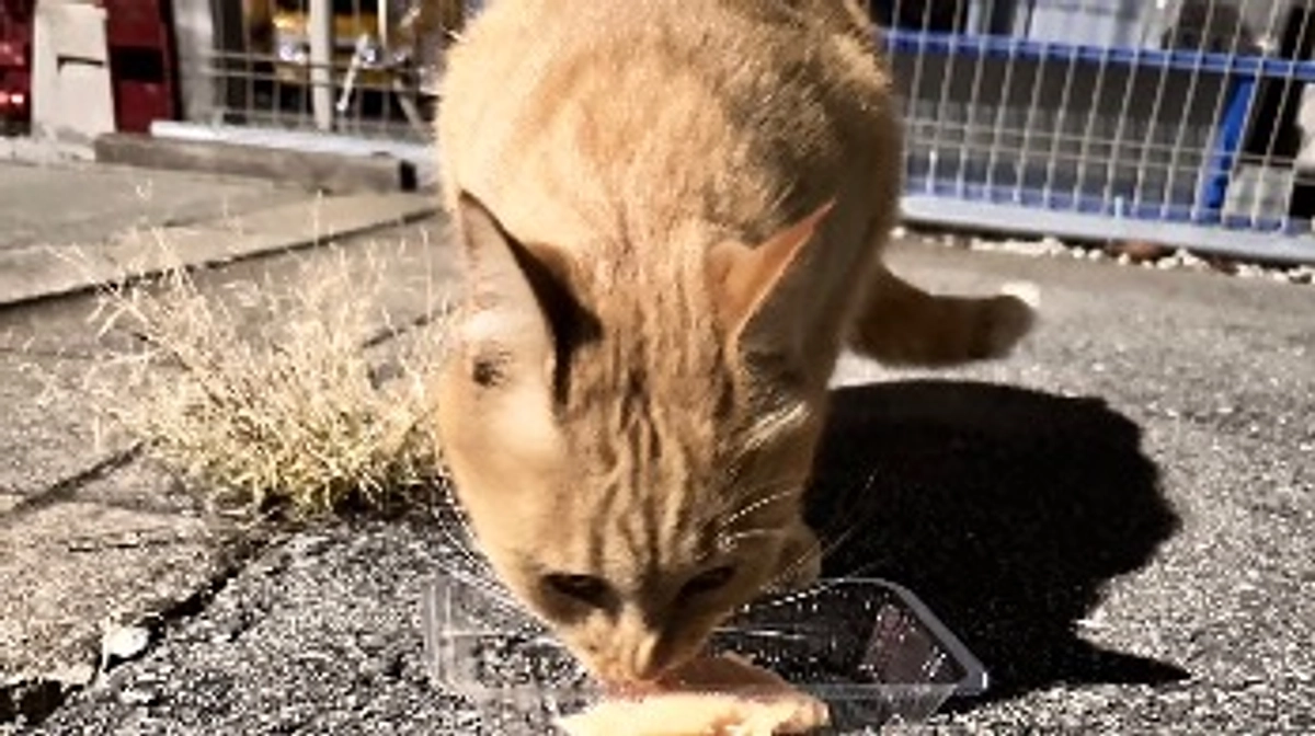 トラキチとトラキチJr