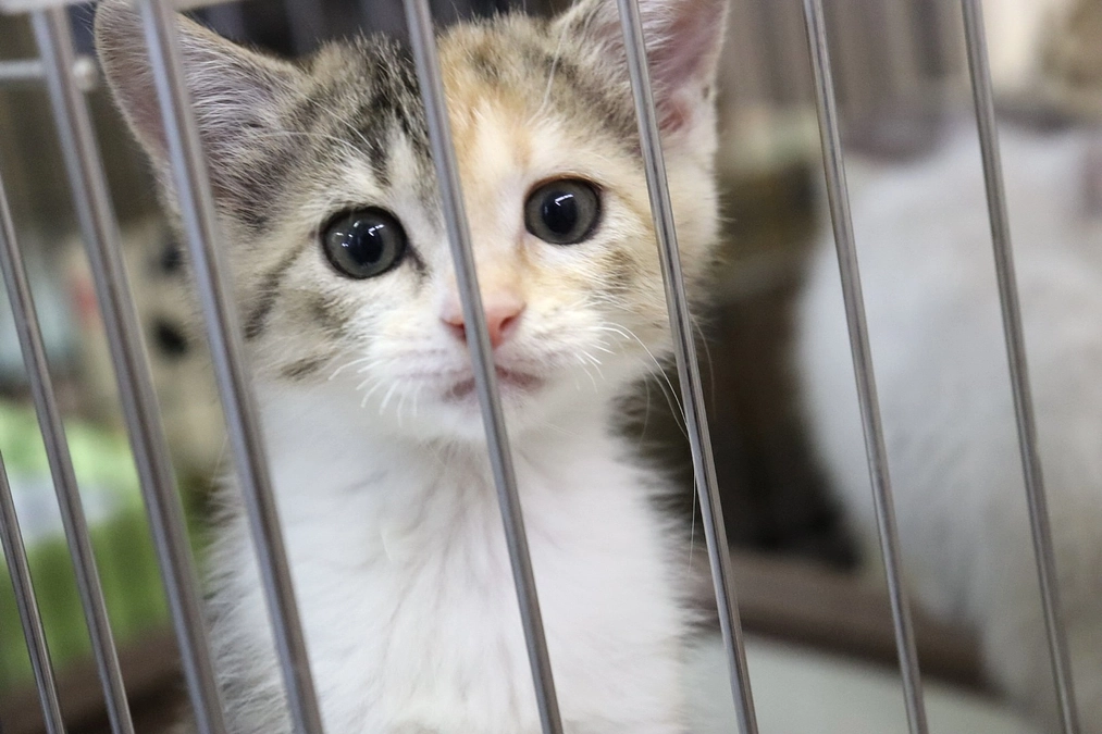 尊い命を救うプロジェクトが始まりました！