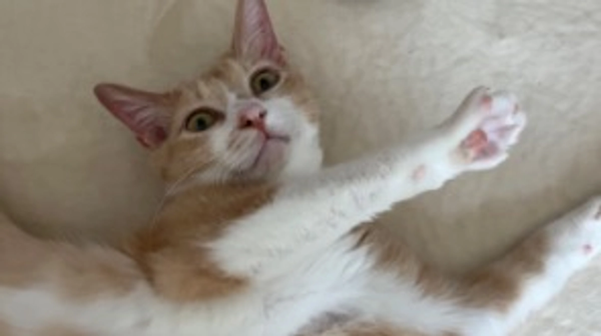 【プロジェクト終了のお知らせ】