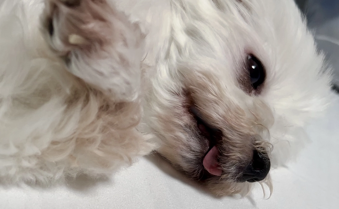 ももこの療法食