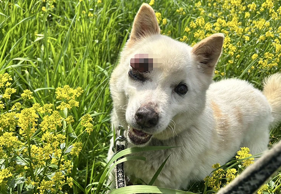 腺癌と闘うクリープ　春の花たちに囲まれて