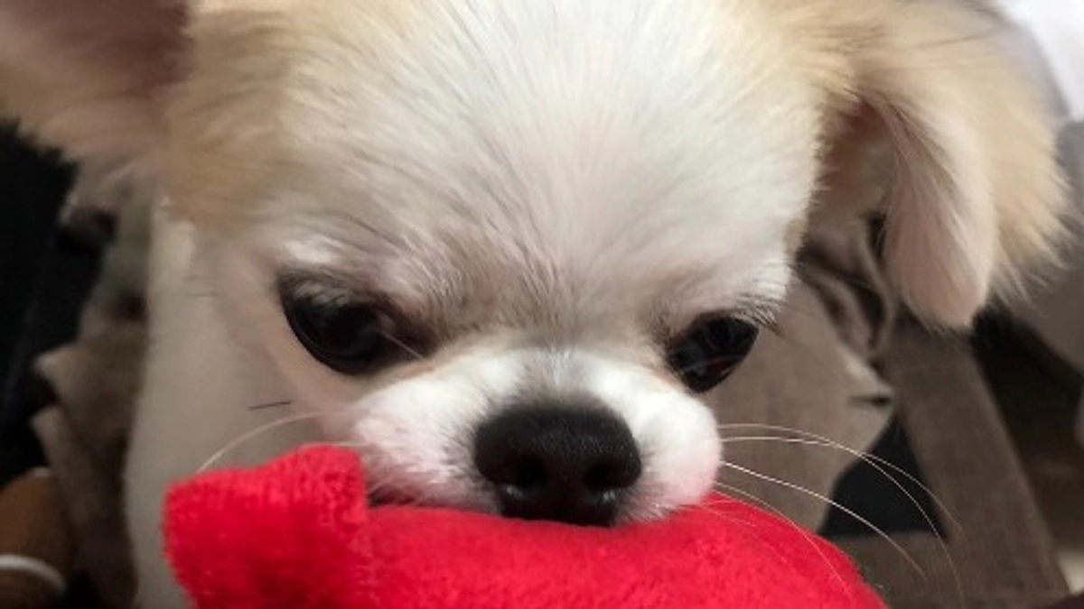 残り8日になりました。”術後の経過報告⑲”です。