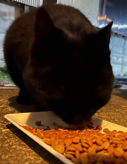 【活動報告】保護猫シェルター建設に伴う応援のお願い（カウントダウン28日！）