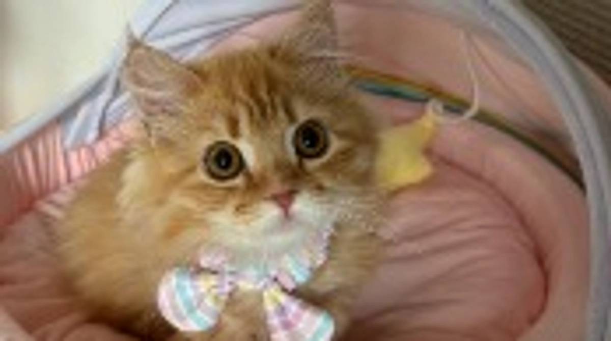 ありがとうございます