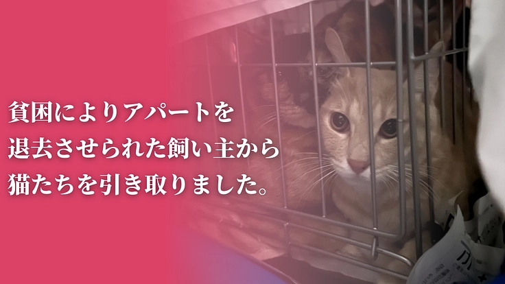 「不幸な猫ゼロ」を目指して。猫たちを救うセーフティネットにご支援を 2枚目
