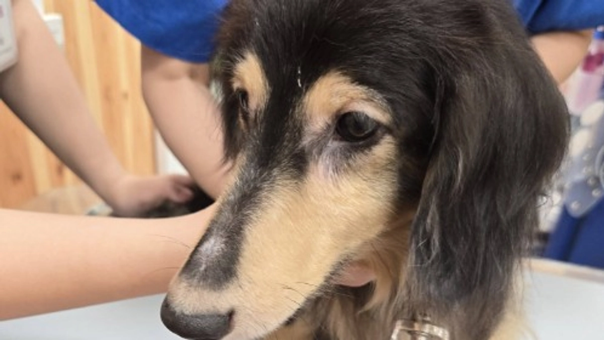 あと5人支援いただくと200人！今日はノミだらけだったラスターとココルの手術でした！