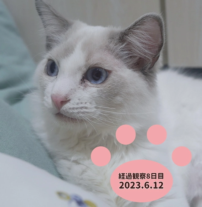 経過観察8日目(2023.6.12)