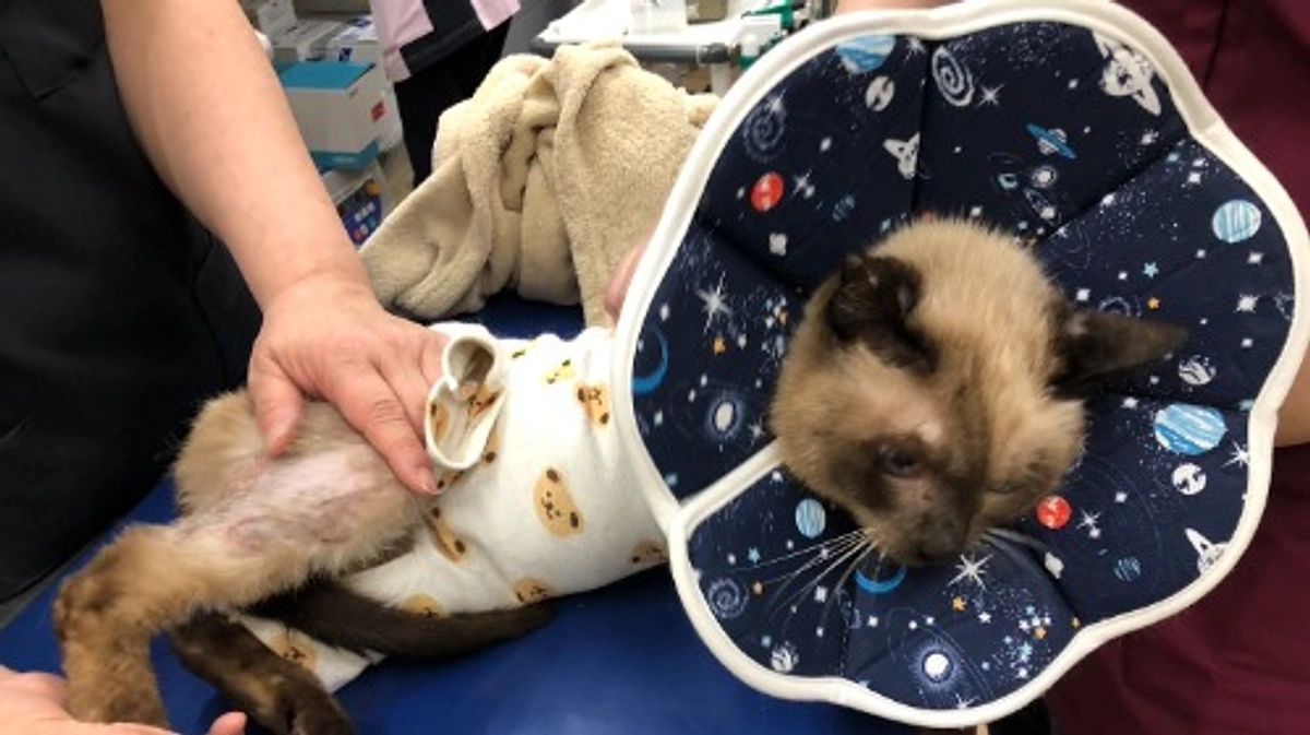 終了日まであと2日！どの子の命も諦めたくない！