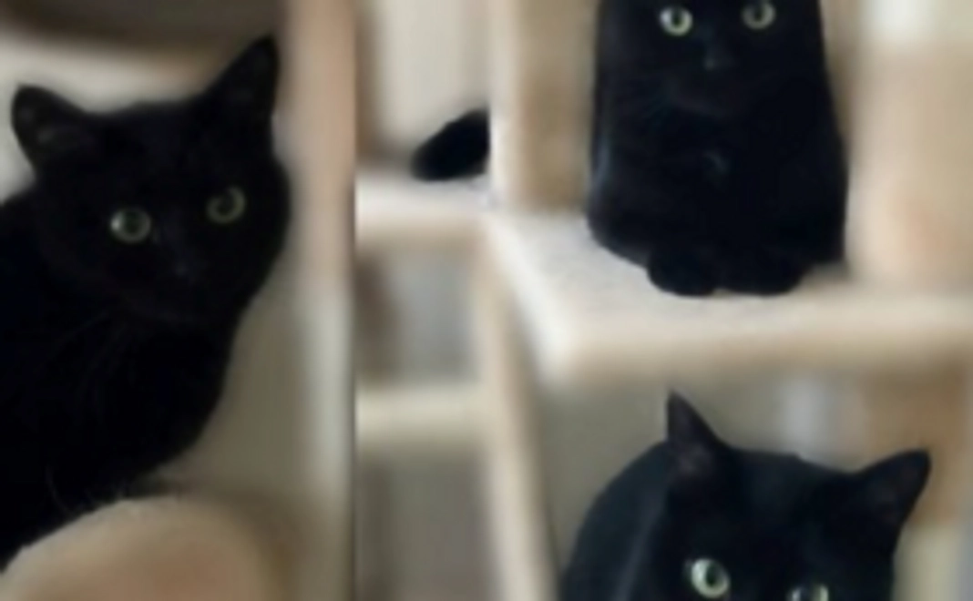 Fight３兄妹！Part２