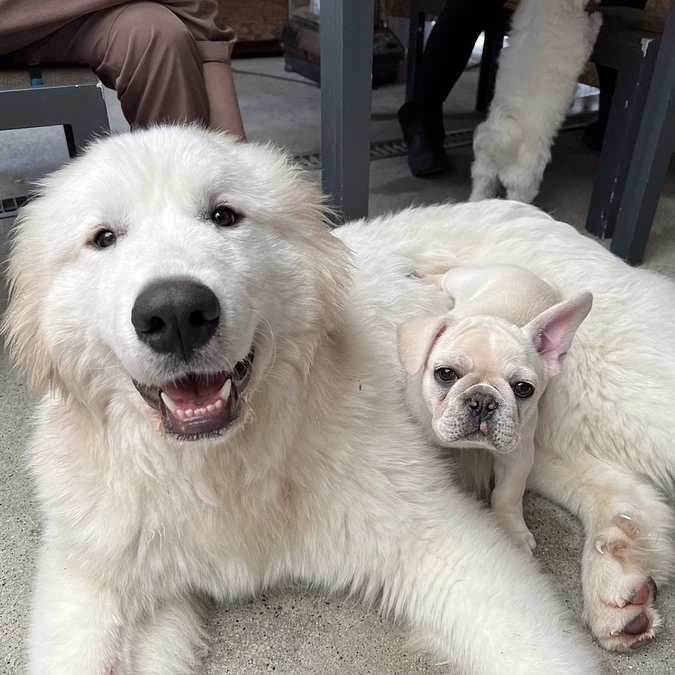 拡散協力のお願い #おっぽの会悲願の実現へ