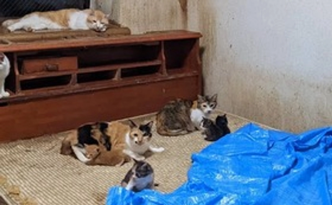 猫の多頭飼育崩壊猫の保護施設と仔猫の一生の家族探しにご支援を