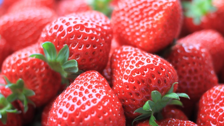 一粒の苺から一つの笑顔が見たい！宮城から届けるあなたのいちご