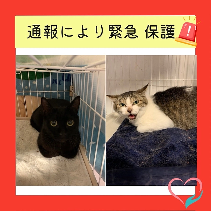 熱海市某所より通報により🚨緊急保護🚨