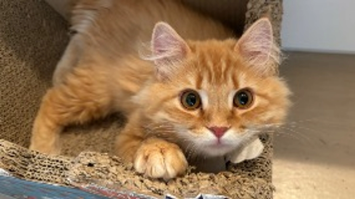 ありがとうございます！