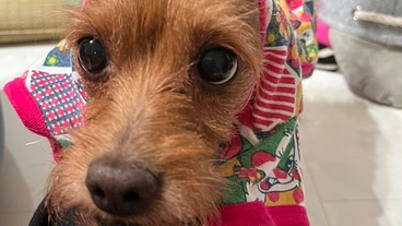 愛犬ひろみを元気に歩かしてあげたい。 のトップ画像