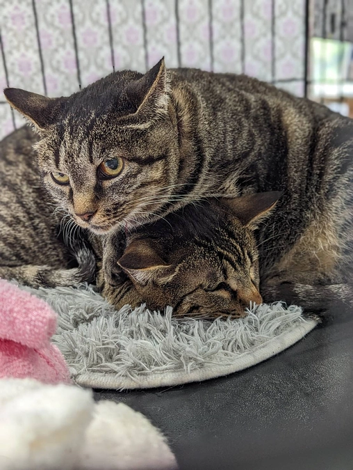 27日(土)の星空ねこお見合い会のご報告