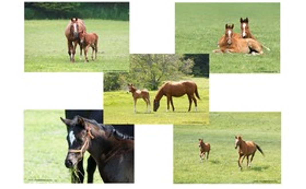 ポストカード サラブレットの子供達