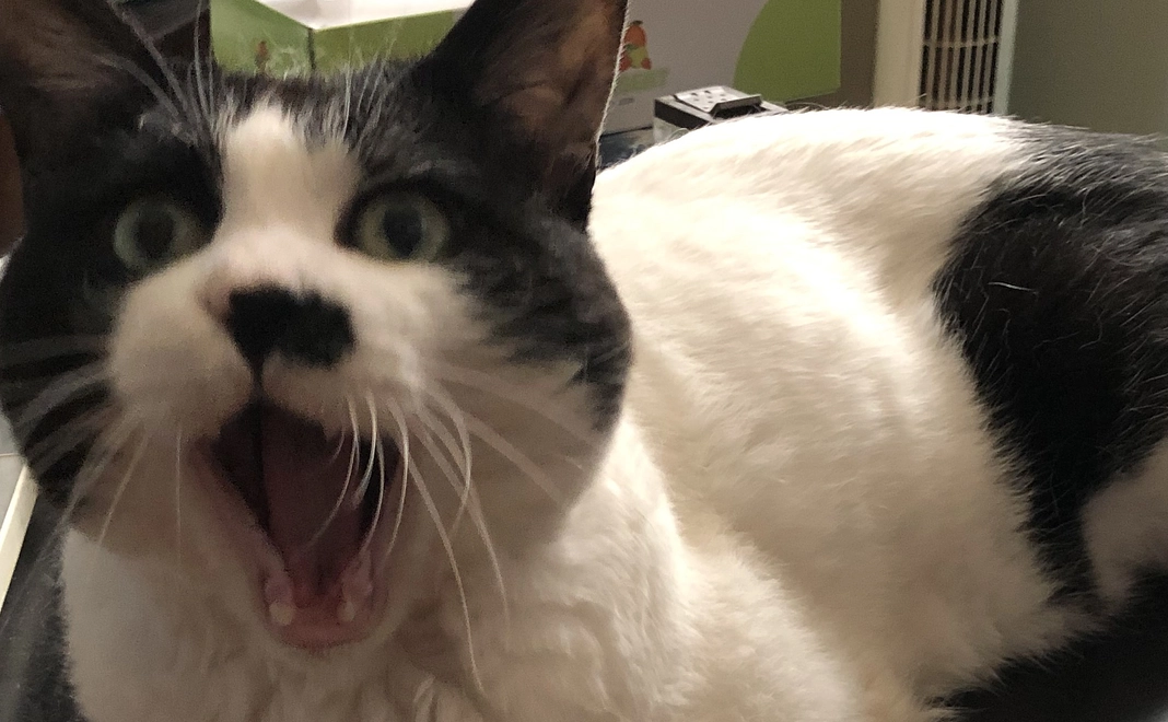 ご支援よろしくお願いいたします！感謝のメール、【ちっぷ】の画像×1枚をお送りいたします。