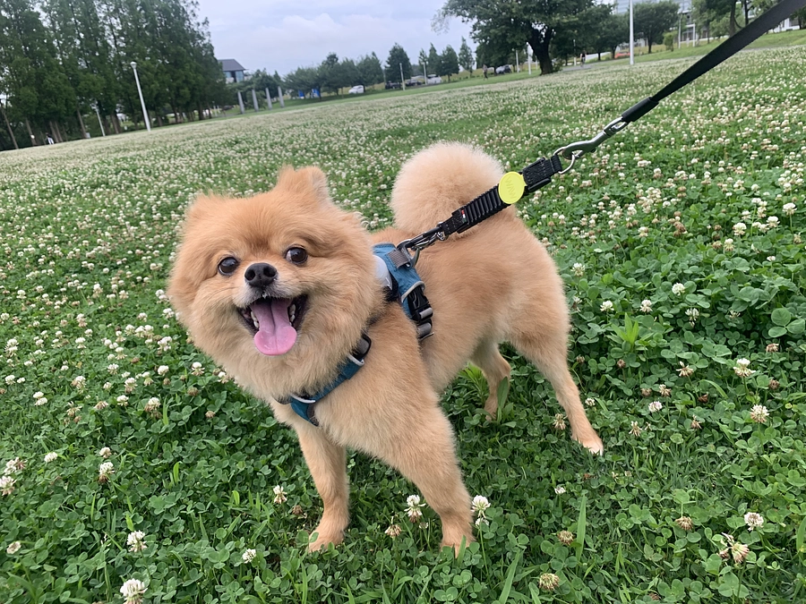 クラウドファンディング開始！