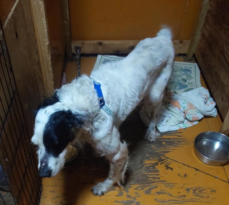 アニパレサポーター登録ありがとうございます