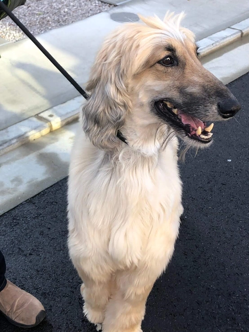 ブリーダーも色々