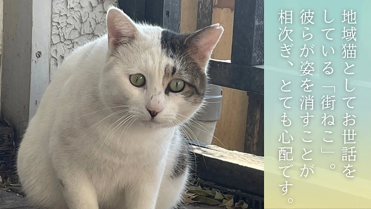 救える命を諦めない。 保護猫カフェを拡張し1匹でも多くの猫を幸せに 4枚目