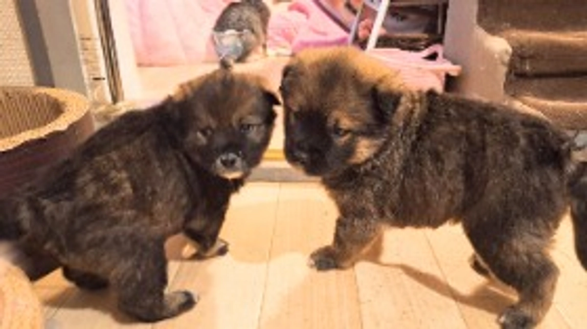 【子犬保護】野山出身2頭