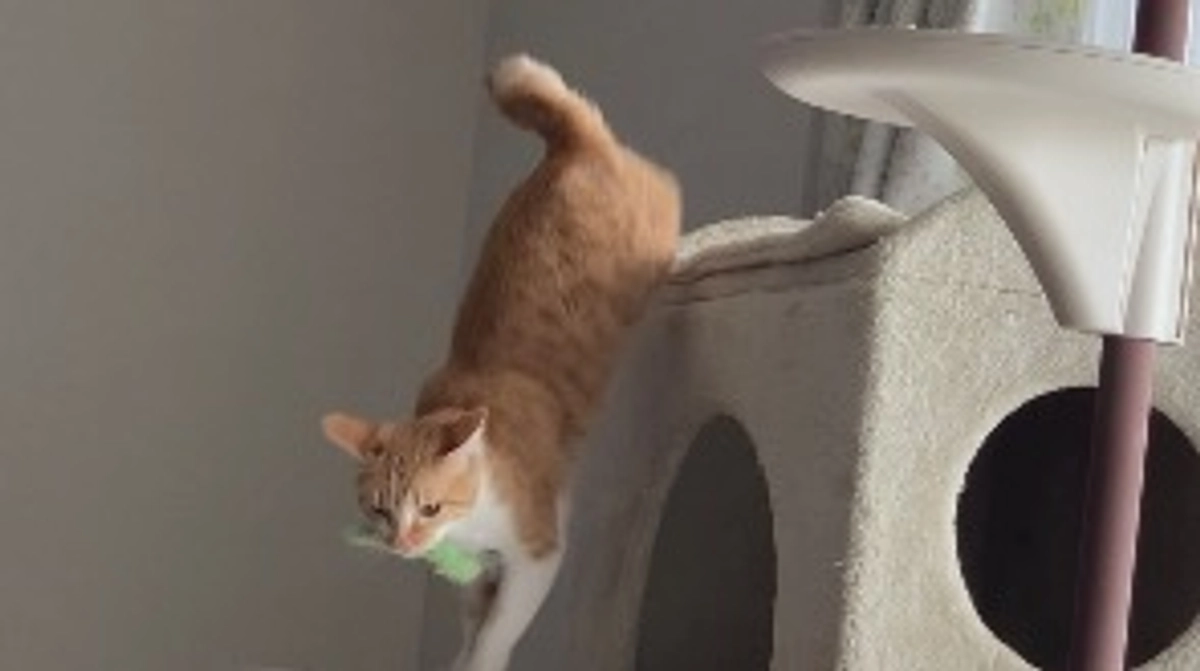 投薬78日目（プロジェクト開始38日目）