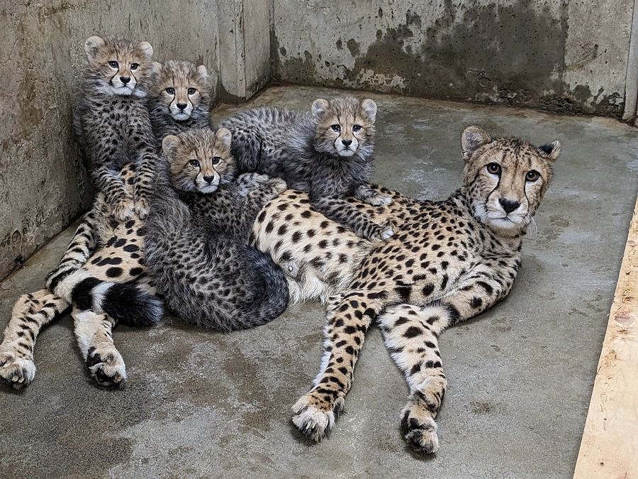 2月25日(日) 残り４日！進捗報告・返礼品再紹介～チーター関連の返礼品まとめ～