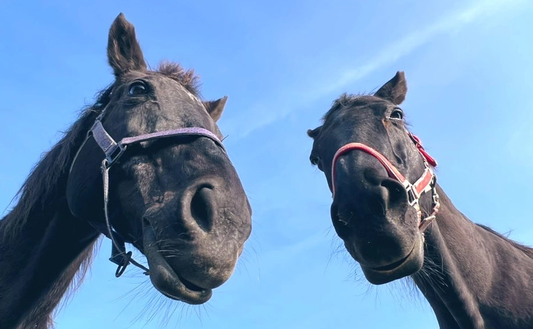 感謝のメール(簡易版)