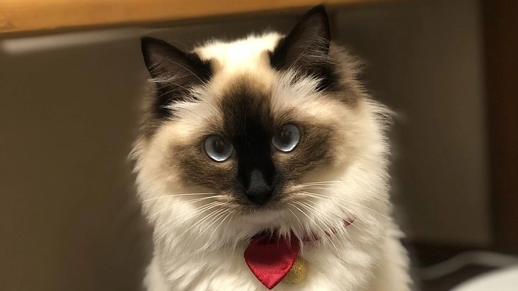 FIPという病になった猫の月ちゃんを助けてください！