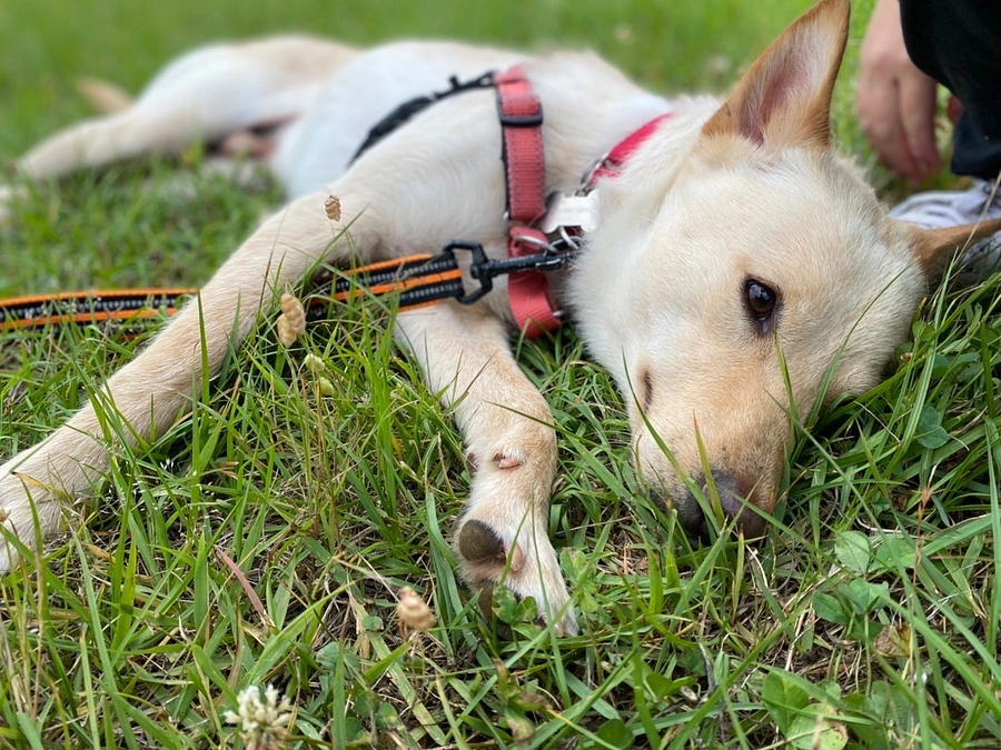 【保護犬ストーリー🌻LUCKくん】