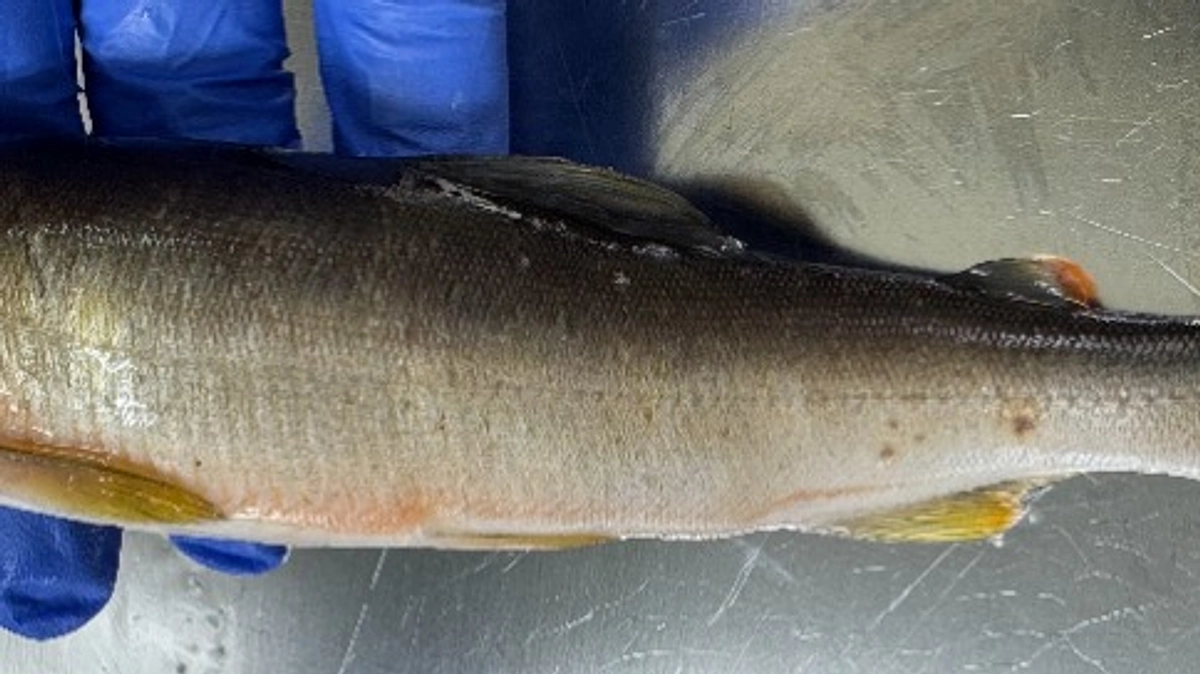 真夏の病気を確認しました。