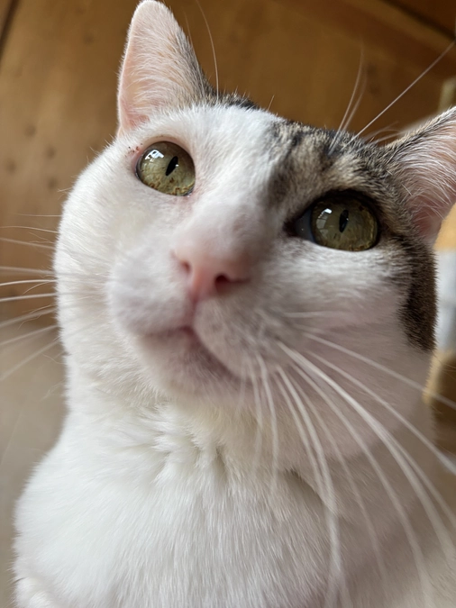 成猫さんの保護