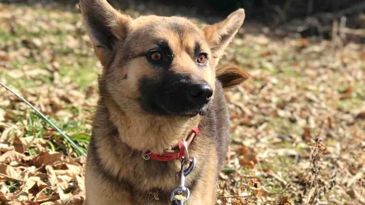 殺処分から犬たちの命を守るために。野犬地域の全頭保護にご支援を！