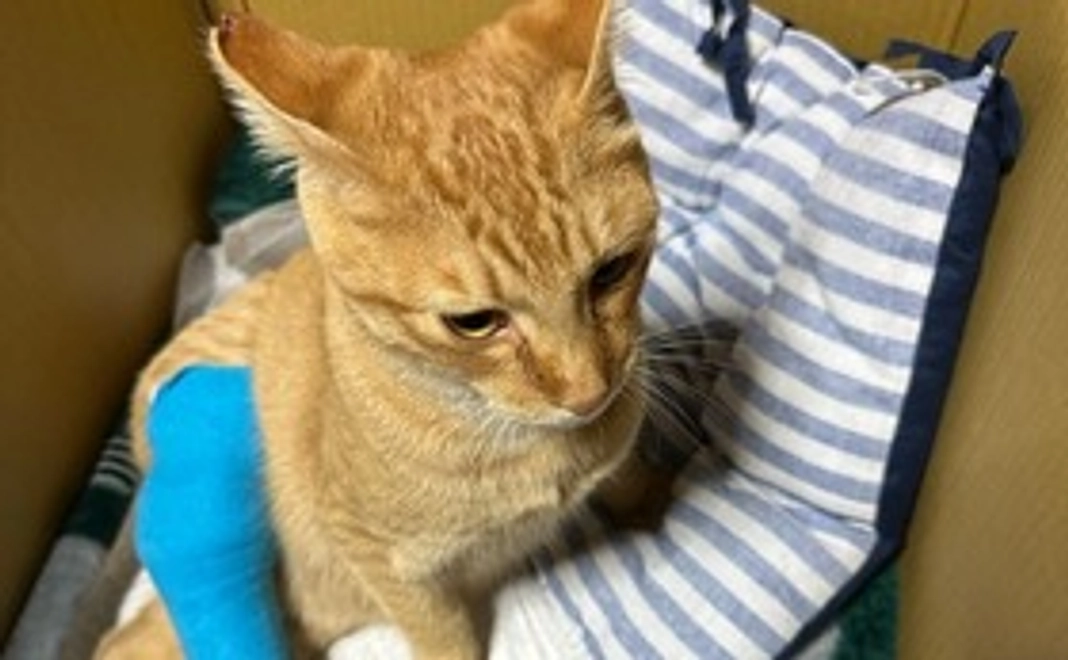 お礼のメール (写真付き)