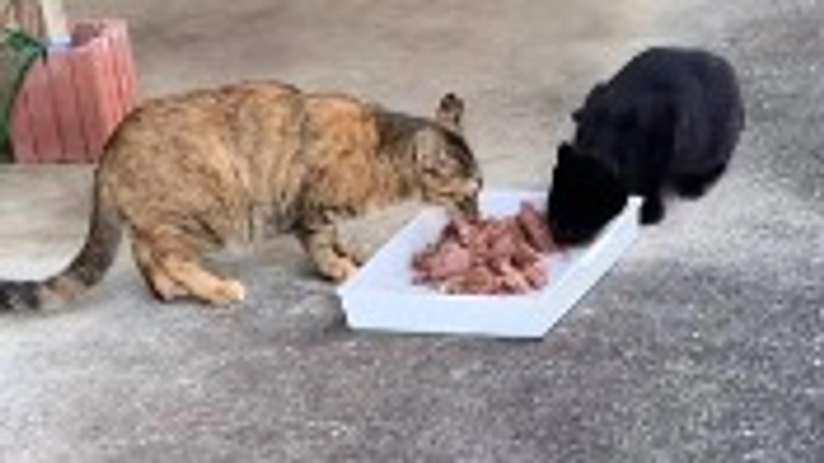 10/25 猫ちゃん達の様子🐱