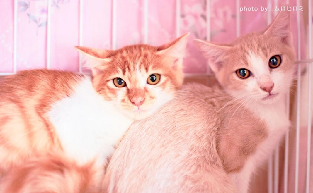 【寄付金控除対象】全力応援コース｜10,000円