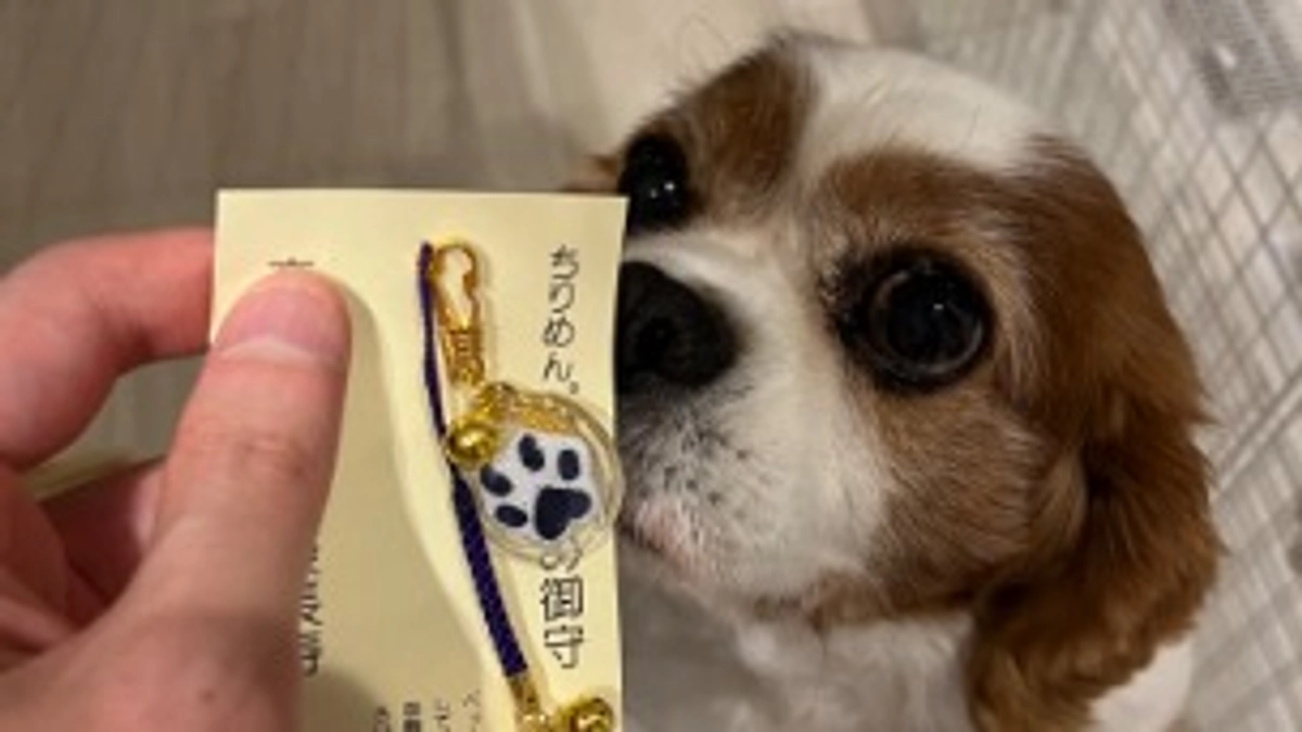 術後9日目です。ルイちゃんお腹が痛いみたい