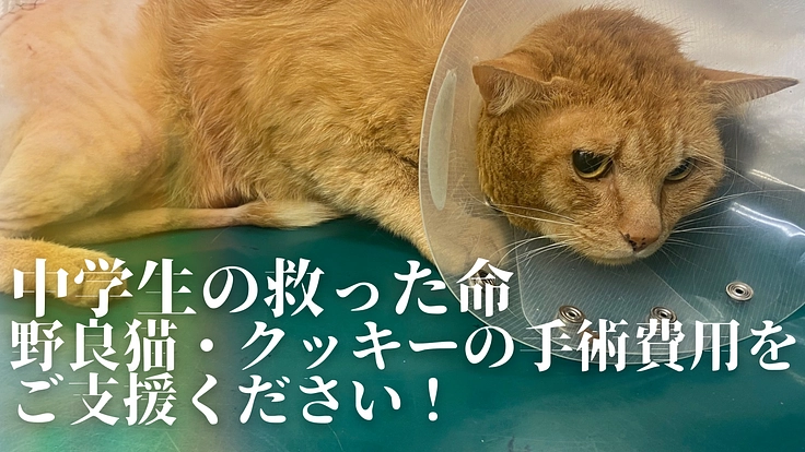 【中学生の救った命】事故ノラ猫・クッキーの手術費をご支援ください！