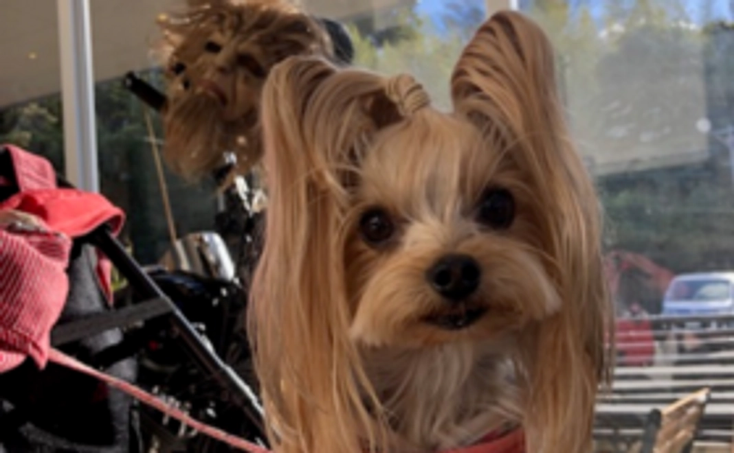 ワンちゃんにやさしいまちづくり応援