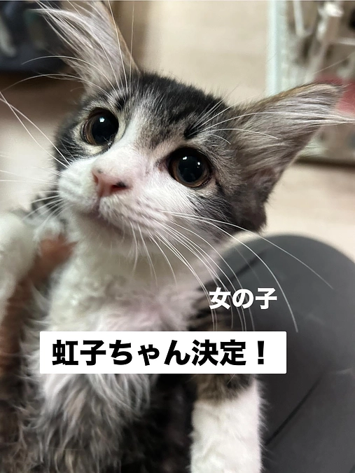 本日は子猫たちが多い譲渡会です🐱奈良県大和高田市にて。。。